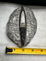 Natural Orthoceras Fossil Specimen #10