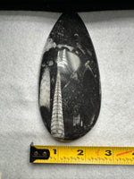 Natural Orthoceras Fossil Specimen #1