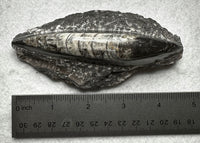 Natural Orthoceras Fossil Specimen #15