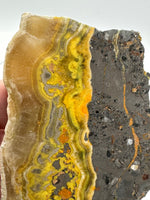 Bumblebee Jasper, Java, Indonesia #1