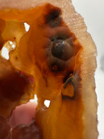 Withlacoochee River Agatized Coral #2