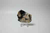 6th Vein Ocean Jasper Polished Freeform #21