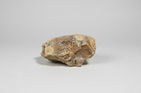 Fossilized Calcite Clam from Ruck's Pit Quarry, Florida, UV Reactive #4