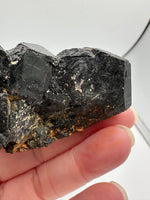 Uvite, Powers Farm, Pierrepont, New York