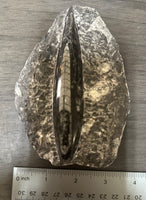Orthoceras Fossil #11