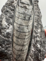 Natural Orthoceras Fossil Specimen #11