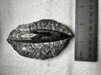 Natural Orthoceras Fossil Specimen #21