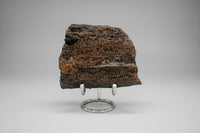 Permineralized Wood Specimen with Quartz Druzy