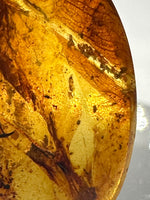 Fossil Insect Inclusion in Burmese Amber #5