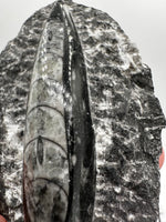 Natural Orthoceras Fossil Specimen #19