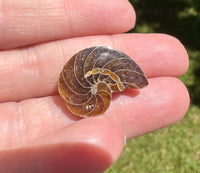 Polished Ammonite Fossil #3