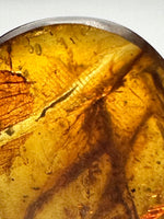 Fossil Insect Inclusion in Burmese Amber #5