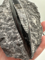 Natural Orthoceras Fossil Specimen #10