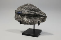 Orthoceras Fossil #11