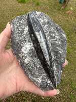 Orthoceras Fossil #11