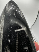 Natural Orthoceras Fossil Specimen #16