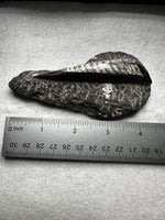 Natural Orthoceras Fossil Specimen #20