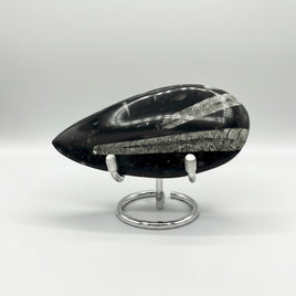 Natural Orthoceras Fossil Specimen #16