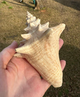 Assorted Shells for Crafts or Decor