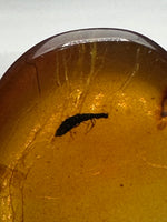Fossil Insect Inclusion in Burmese Amber #1