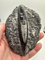 Natural Orthoceras Fossil Specimen #10