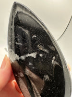 Natural Orthoceras Fossil Specimen #1