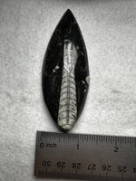 Natural Orthoceras Fossil Specimen #22