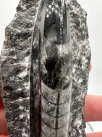 Natural Orthoceras Fossil Specimen #17