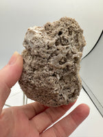 Withlacoochee River Agatized Coral #9