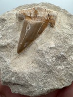 Otodus Shark Tooth, Eocene, Khouribga, Morocco on Matrix #2