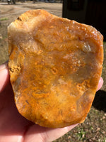 Savannah River Agate Specimen 1a