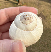 Assorted Shells for Crafts or Decor