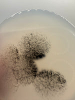 Designer Dendritic Agate Cabochon #1