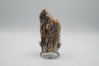 Withlacoochee River Agatized Coral #14