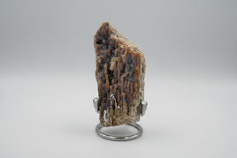 Withlacoochee River Agatized Coral #14