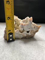 Withlacoochee River Agatized Coral #11