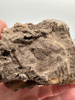 Withlacoochee River Agatized Coral #3