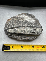 Natural Orthoceras Fossil Specimen #12