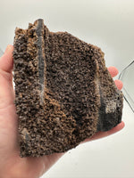 Permineralized Wood Specimen with Quartz Druzy