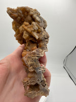 Withlacoochee River Agatized Coral #10