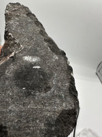 Natural Orthoceras Fossil Specimen #20