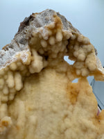 Withlacoochee River Agatized Coral #12