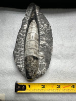 Natural Orthoceras Fossil Specimen #6