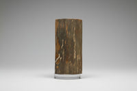 Woolly Mammoth Ivory, Pleistocene, Siberia, Russia