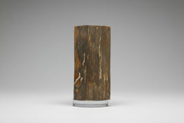 Woolly Mammoth Ivory, Pleistocene, Siberia, Russia