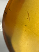 Fossil Insect Inclusion in Burmese Amber #2