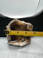 Withlacoochee River Agatized Coral #4