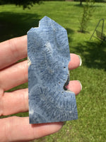 Blue Ridge Coral Heliopora Coerule Tower #9