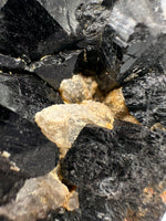 Uvite, Powers Farm, Pierrepont, New York