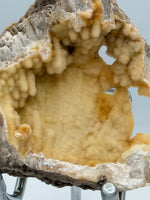 Withlacoochee River Agatized Coral #12